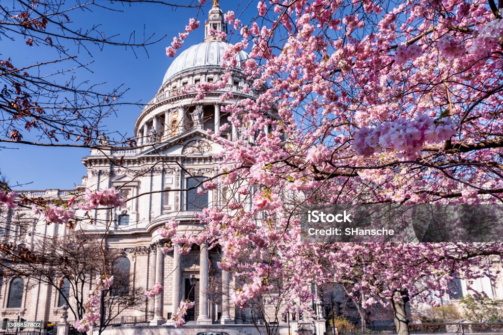 Spring in London with colorful cherry tree blossoms Spring in London, United Kingdom, with colorful cherry tree blossoms in front of the St. Pauls Cathedrale London - England Stock Photo
