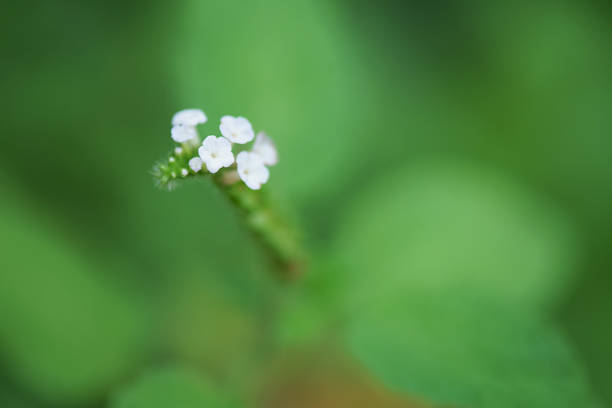 Heliotropium indicum , Beautiful white flower over green background