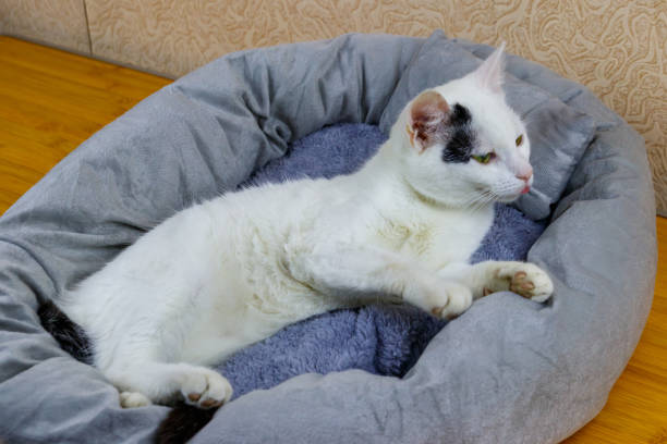 istock White cat lying in his soft cozy cat bed 1308859118