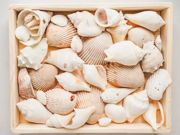istock Seashells lying on the sand. Beautiful card 1308859626
