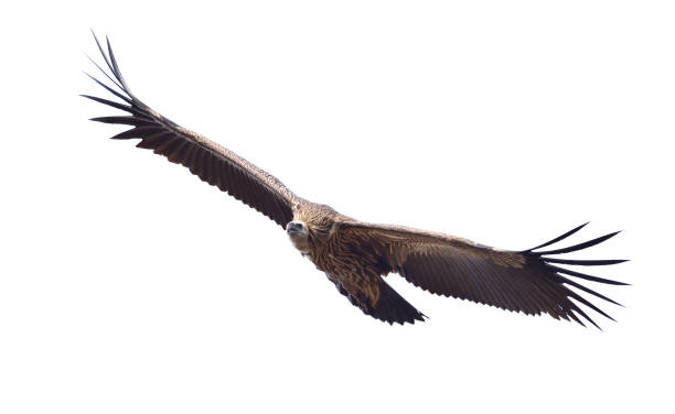 istock Himalayan Vulture flying isolated on white background 1308860548
