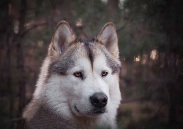 istock Gorgeous Alaskan Malamute female in the forest 1308861880