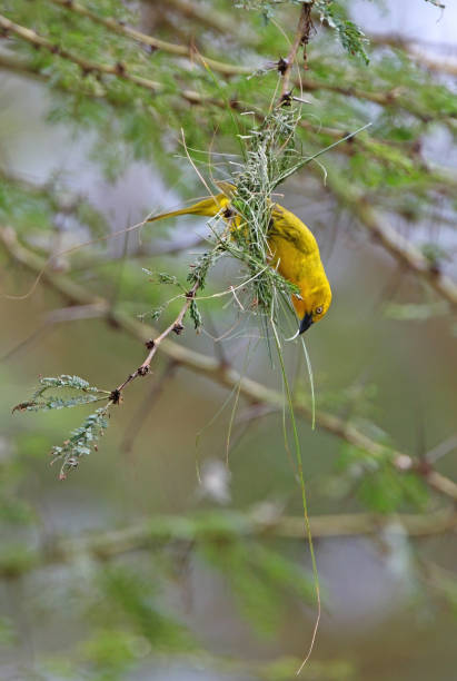 istock Holub's Golden Weaver 1308863793
