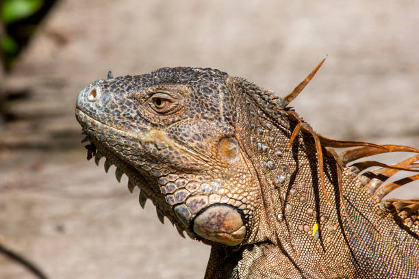 istock Green Iguana - Costa Rica 1308864117