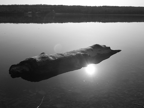 Piece of driftwood floating in the lake with reflection of the sun coming of the water