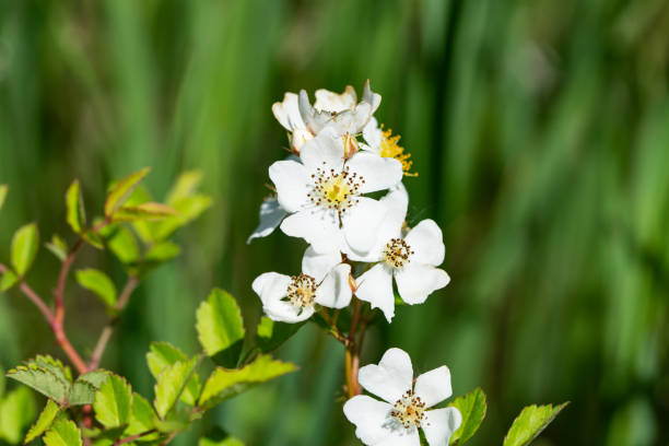 fleurs roses multiflora au printemps - corolle photos et images de collection