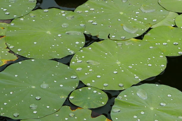 istock Lotus in a pond 1308866051