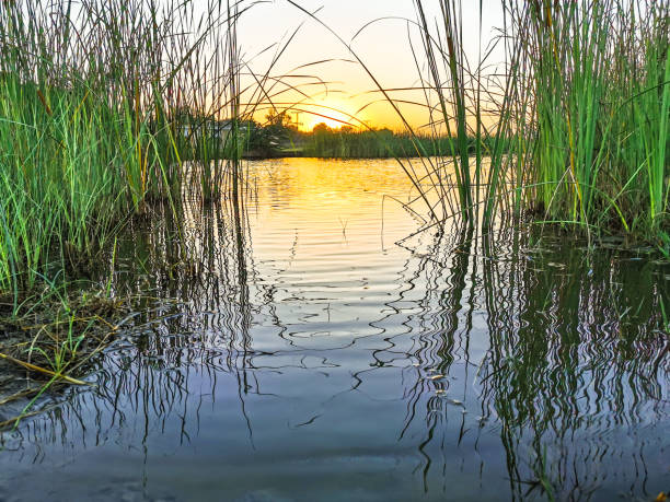 grass in pond and sunset in background