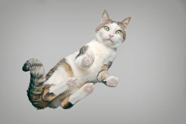istock Cute tabby cat from below looking at camera. Horizontal image with gray background. 1308868534