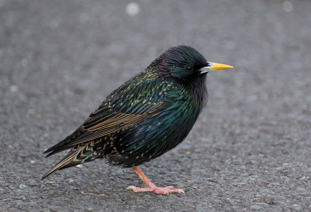 istock European Starling 1308868684
