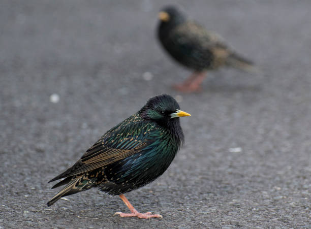 istock European Starling 1308868685