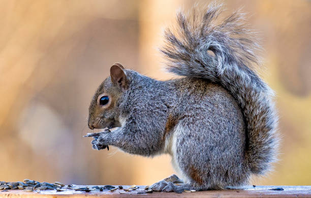 istock Squirrel on the fountain 1308872110