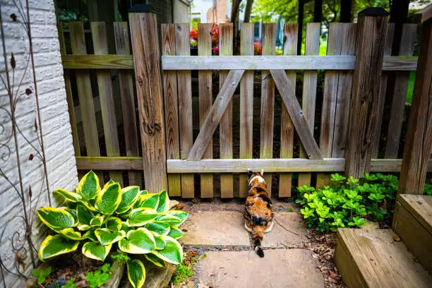 Outdoor one calico cat outside sitting hunting for birds rodents by wooden picket fence gate door and deck in backyard garden on stone rock path in summer