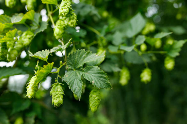 istock fresh hop cones for brewing beer 1308873904
