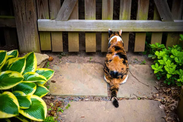 Outdoor one calico cat outside sitting hunting for birds rodents by wooden picket fence gate door in backyard garden on stone rock path in summer