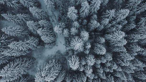 istock Scenic aerial view of the pine tree mountain forest during snowfall and blizzard 1308874802