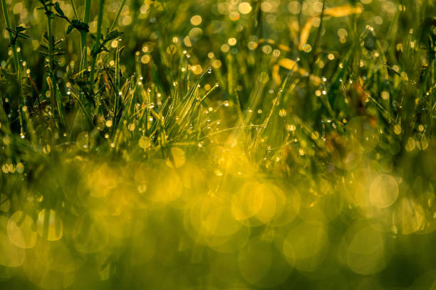 istock A beautiful yellow canola fields during springtime. Blooming rapeseed fields in Northern Europe. 1308875916