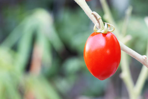 Fresh red tomato on tree on blurred green nature background