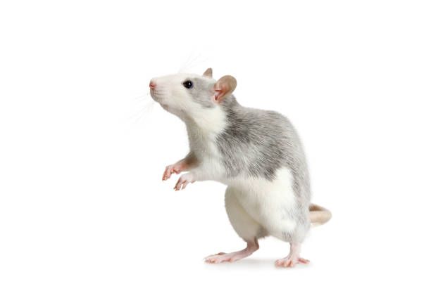 istock Cute little rat standing on his hind legs over white 1308876660