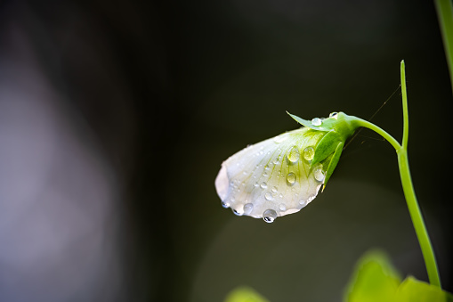 Macro closeup side view of one white flower growing sugar snap pea plant in spring garden with water rain drops droplets with blurry blurred background bokeh