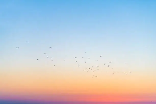 Photo of Silhouette of seagulls birds in far distance in colorful sky flying in Siesta Key, Sarasota, Florida with orange blue colors of sunset dusk twilight near beach