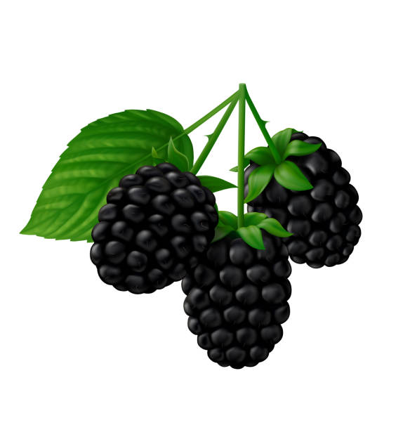 Branch of Marionberry blackberries with green leaf isolated on white background Three oblong berries of blackberry (Marionberry) with stems and green leaf. Isolated on white background. Realistic vector illustration. marionberry stock illustrations
