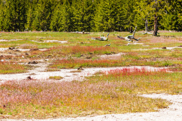 istock Yellowstone National Park, uncultivated land 1308878871