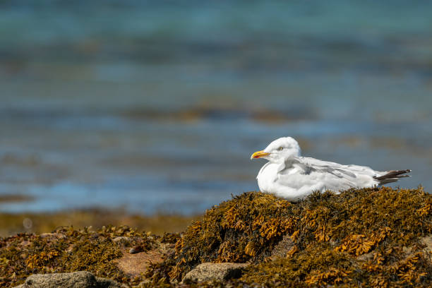 istock A european herring gull 1308882617