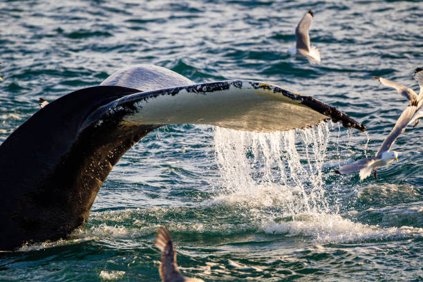 istock Humpback whale tail flukes as they dive for prey in the Arctic ocean 1308884488