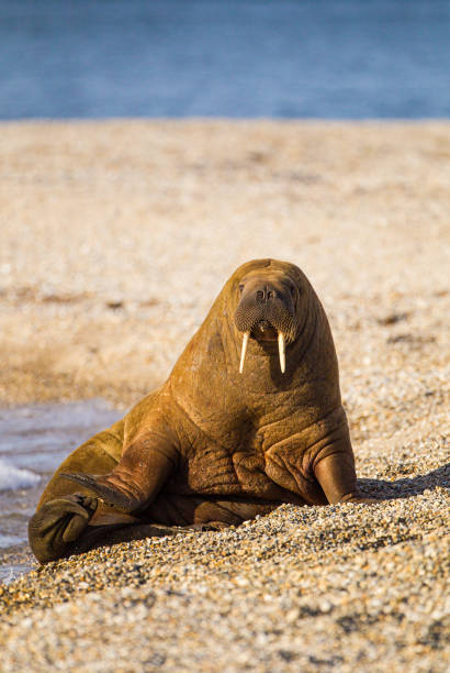 북극의 태양에 해변에 누워 큰 월러스 - walrus 뉴스 사진 이미지