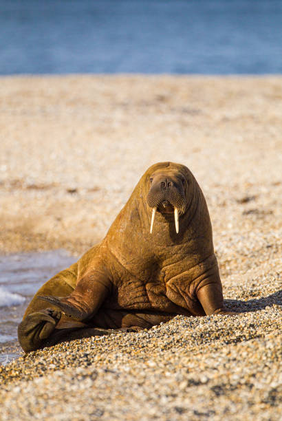 Large walrus lying on the beach on the Arctic sun stock photo