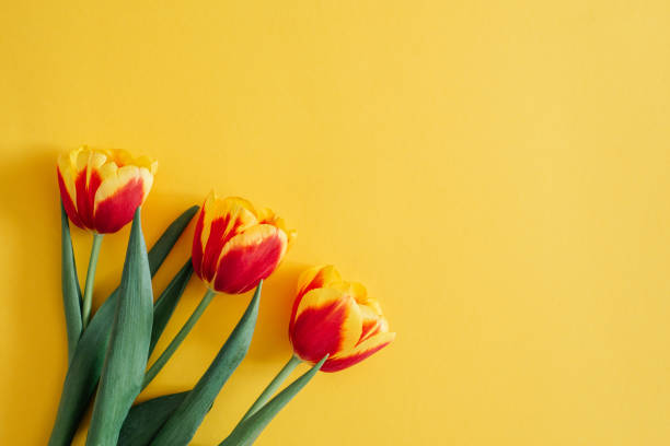 istock Flowers composition. Springtime red tulip flowers on yellow background with copy space. Hello Spring. Flat lay, top view. Holiday Greeting Card for Womens Day and Mothers Day. 1308884971