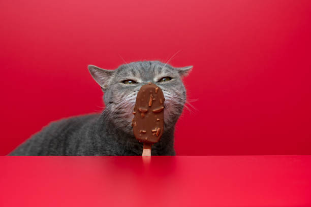 뚱뚱한 고양이 핥기 초콜릿 아몬드 아이스크림 바 - candy coated 뉴스 사진 이미지