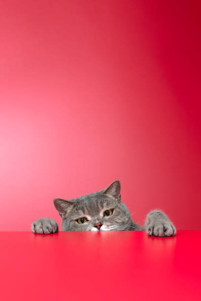 istock British shorthair cat on red desk 1308885313