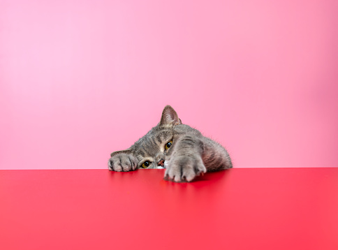 British shorthair cat on red desk