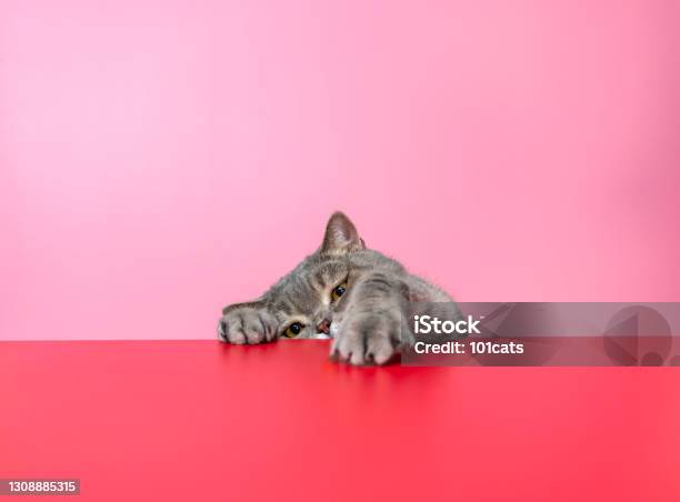 British Shorthair Cat On Red Desk Stock Photo - Download Image Now - Domestic Cat, Paw, Table