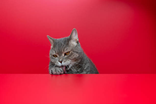 istock British shorthair cat is licking, on red desk 1308885329