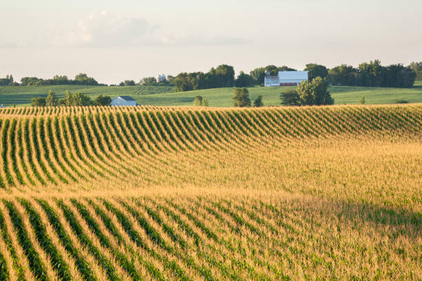 istock Corn field and barn on rolling hills in late summer sunlight 1308887098