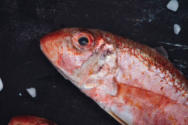 istock Fresh raw red mullet fishes 1308887306
