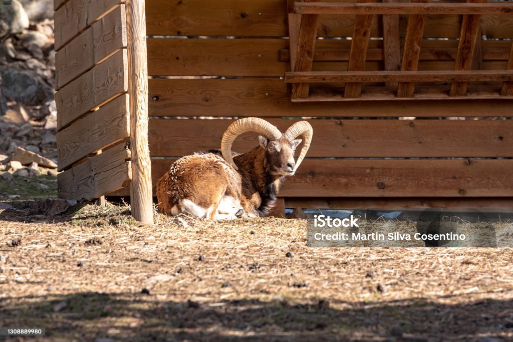 Mountain Goats In The Naturalandia Animal Park In The Pyrenees In Andorra Stock Photo - Download Image Now - iStock Mountain Goats In The Naturalandia Animal Park In The Pyrenees In Andorra Stock Photo - Download Image Now - iStock