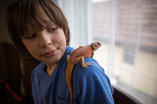 Boy playing with his pet lizard at home