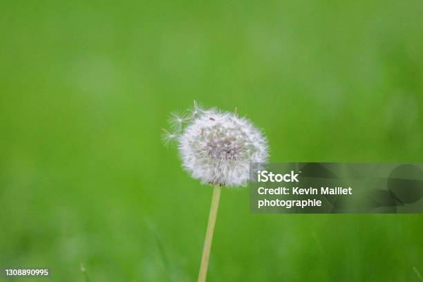 Dandelion Flower Stock Photo - Download Image Now - Beauty, Beauty In Nature, Chatellerault