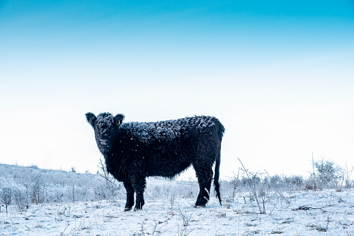 Portrait of a young, inquisitive Black Angus bull in a snow covered field in Denmark. Photographed on the island of Moen in Denmark, horizontal format with the dark curly hair of the cow's fur contrasting nicely with the snow covered fields around him.