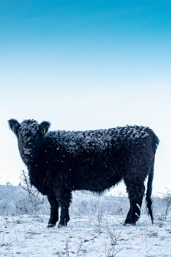 Portrait of a young, inquisitive Black Angus bull in a snow covered field in Denmark. Photographed on the island of Moen in Denmark, vertical format with the dark curly hair of the cow's fur contrasting nicely with the snow covered fields around him.