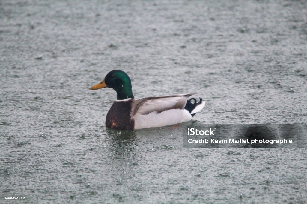 Mallard duck in the rain Mallard duck in the rain in Châtellerault (86) France Animal Stock Photo