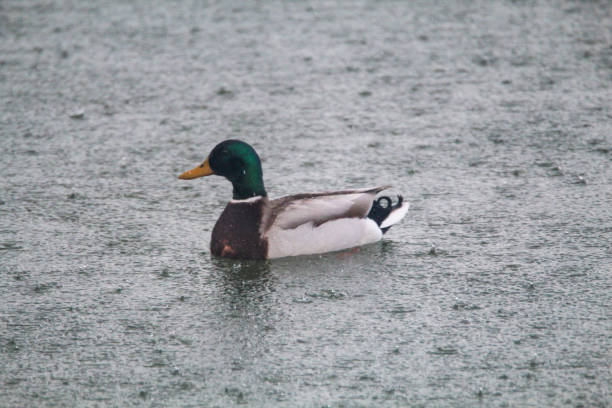 Mallard duck in the rain stock photo