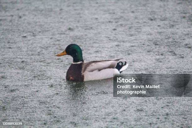 Mallard Duck In The Rain Stock Photo - Download Image Now - Animal, Animal Wildlife, Animals In The Wild
