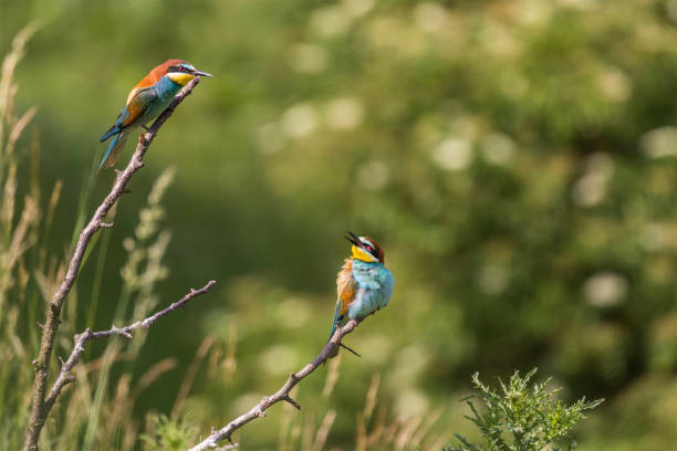 istock Merops apiaster - European bee-eater colorful bird on a nice green background with beautiful bokeh. 1308893111