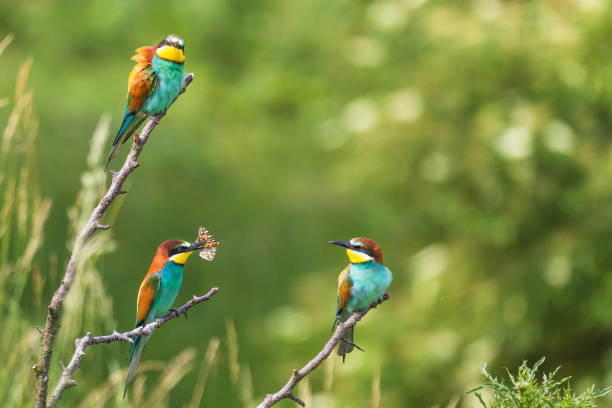 istock Merops apiaster - European bee-eater colorful bird on a nice green background with beautiful bokeh. 1308893305