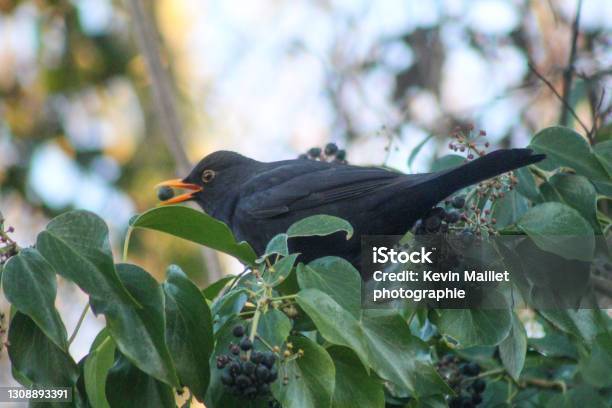 Blackbird At Châtellerault Stock Photo - Download Image Now - Animal, Animal Wildlife, Animals In The Wild